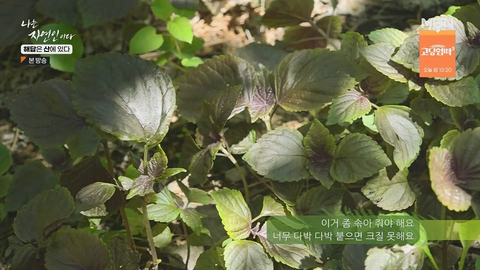 나는 자연인이다.E559.230621p.H264-F1RST.mp4_20230622_204017.187.jpg