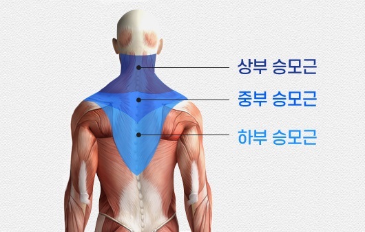 승모근
