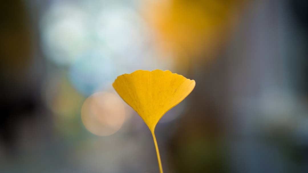 Ginkgo