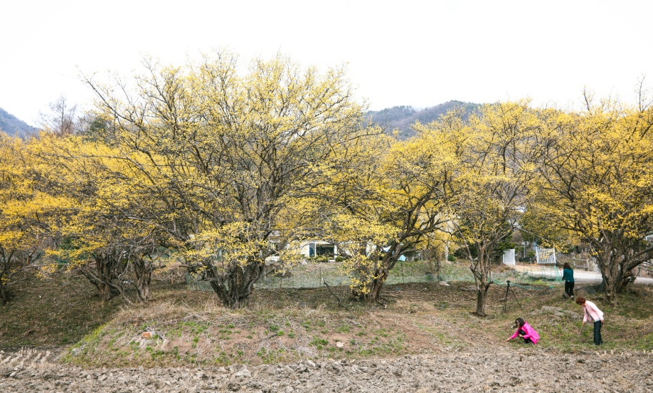 주읍리 산수유마을1