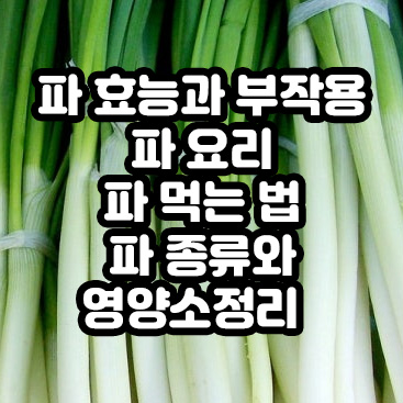 파 효능과 부작용 파 요리 먹는 법 파 종류와 영양소 정리