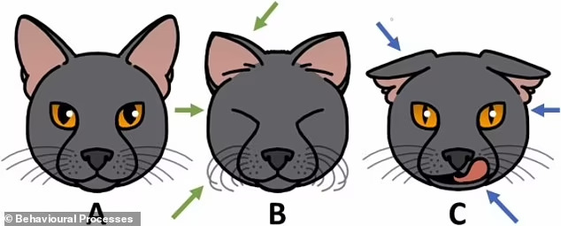 고양이들&#44; 300개의  얼굴 표정 가지고 있어...강아지와는 비교도 안돼! VIDEO: Cats have nearly 300 facial expressions&#44; including a &#39;play face&#39; they share with humans&#44; study finds