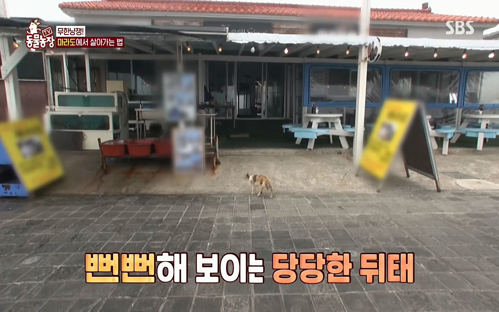 TV 동물농장.E1077.220710p.H264-F1RST.mp4_20220710_175428.963.jpg