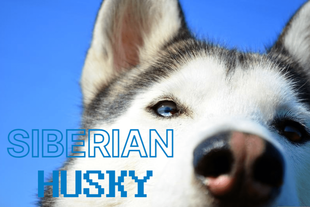 siberian-husky