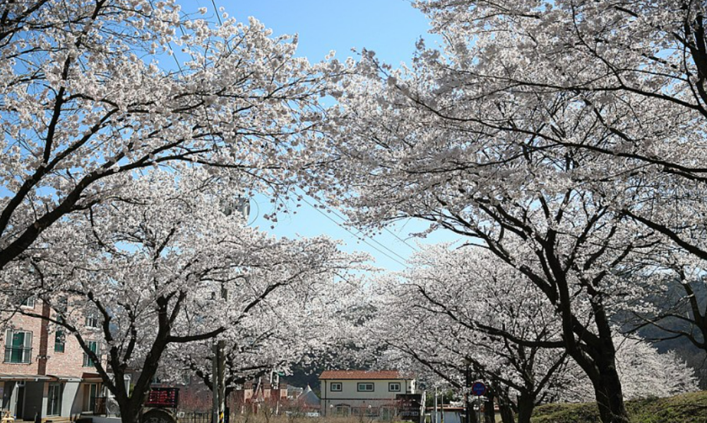 공주 계룡산 벚꽃 개화시기&#44; 관광 꿀팁&#44; 길안내