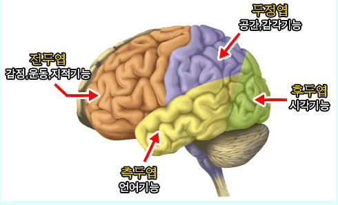 부자의 뇌