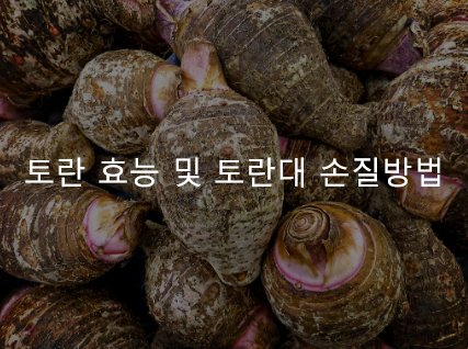 토란 효능 및 토란대 손질방법