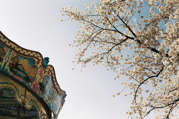 서울 벚꽃 구경 볼만한 곳 추천