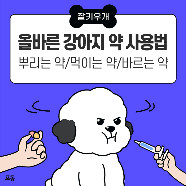 올바른 강아지 약 사용법