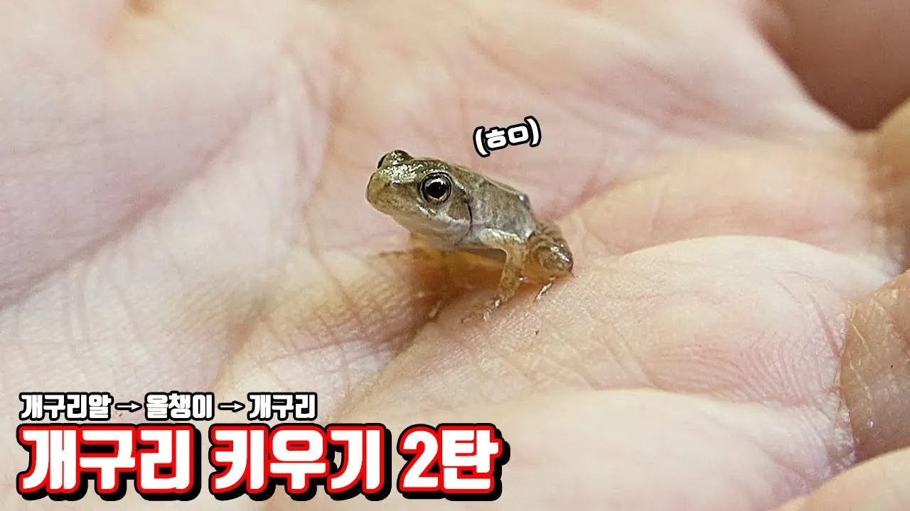 개구리 가격 키우기 분양 수명 먹이 성격 종류_3