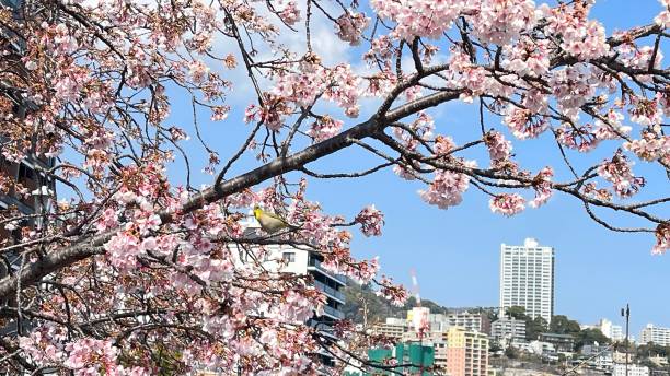 벚꽃사진