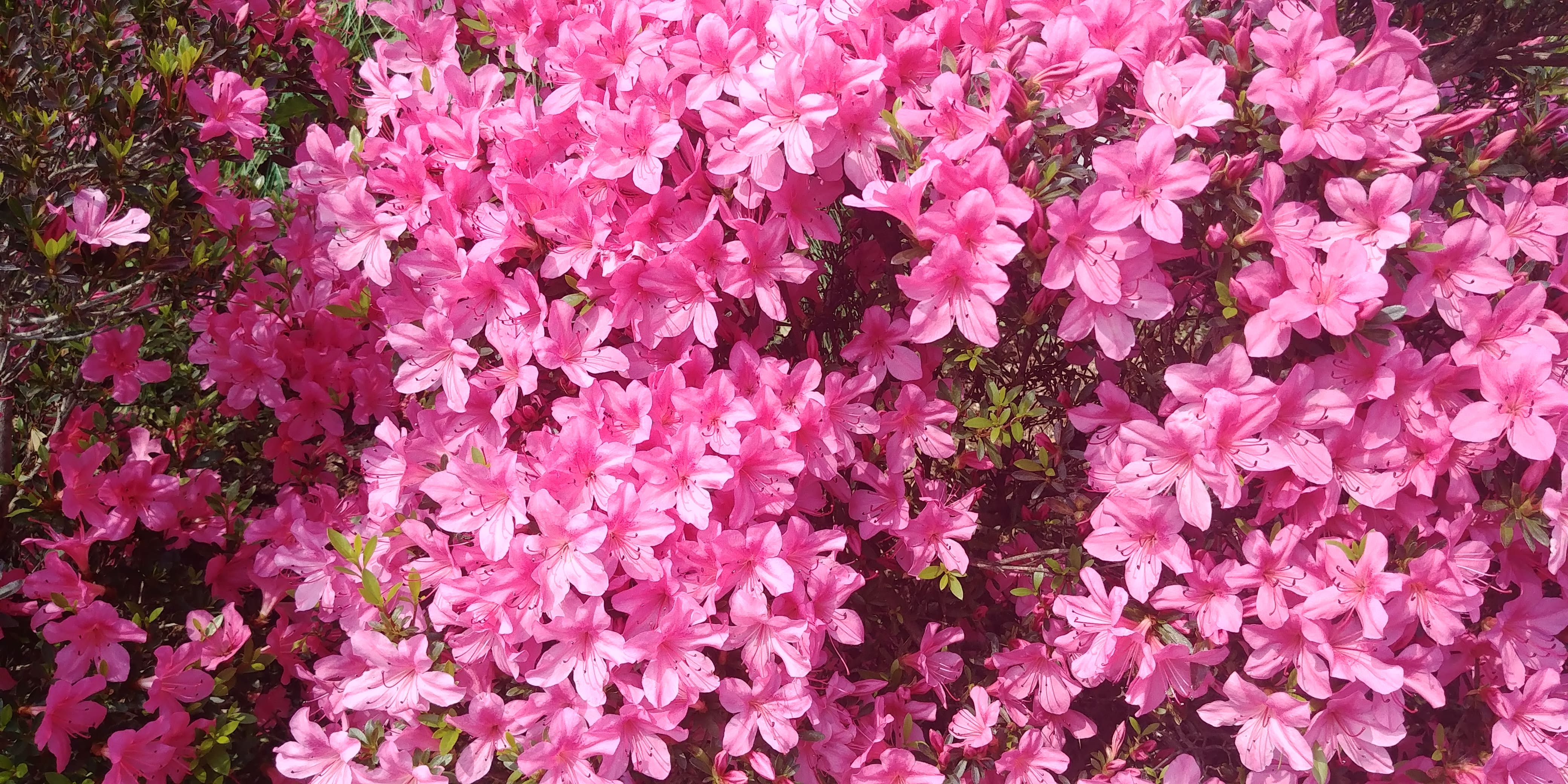 태안국제꽃박람회에서 찍은 다른 꽃 사진