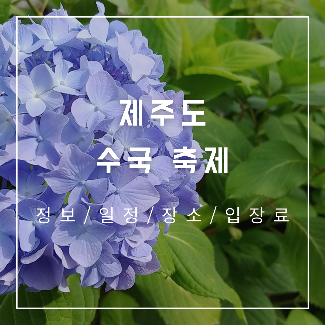 제주도-수국-축제
