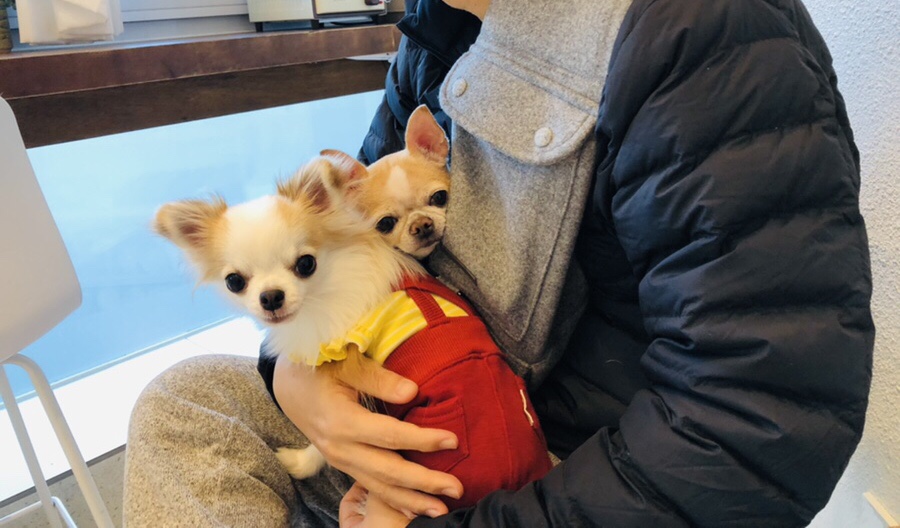 아모레퍼시픽 샴푸 종류 [내돈내산] 애견 샴푸 : TS써니 / 5