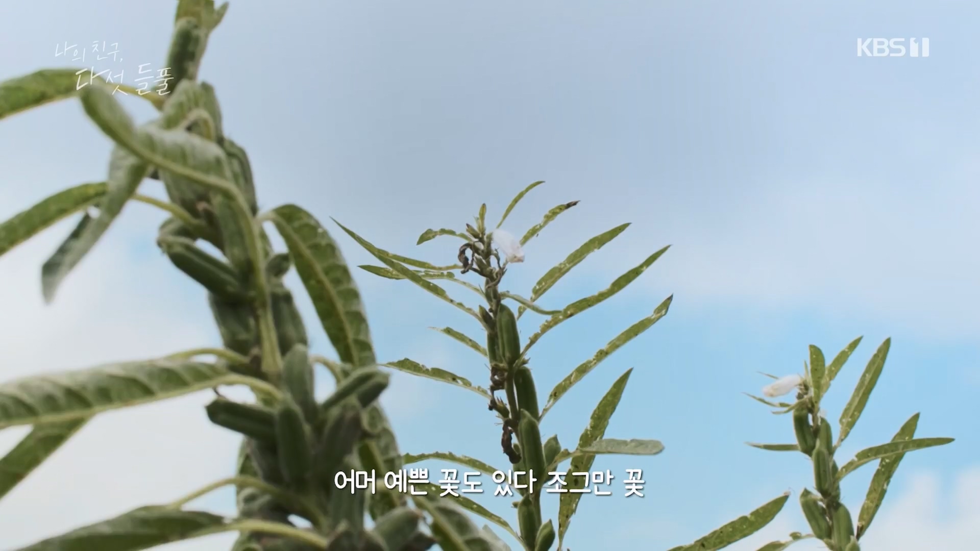 특집 다큐 나의 친구, 다섯 들풀.240119p.H264-F1RST.mp4_20240121_151742.000.jpg