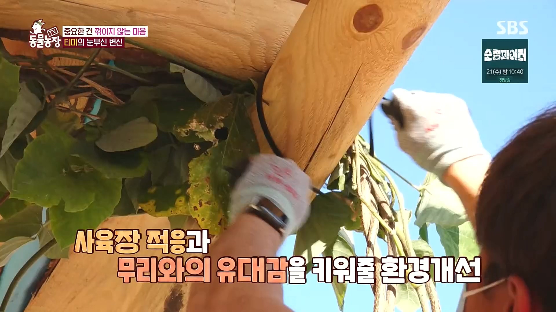 TV 동물농장.E1100.221218p.H264-F1RST.mp4_20221218_183450.053.jpg