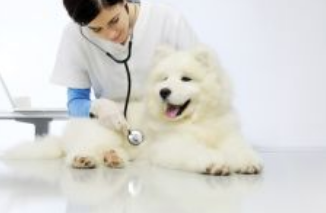 반려동물 의료비지원 신청 방법