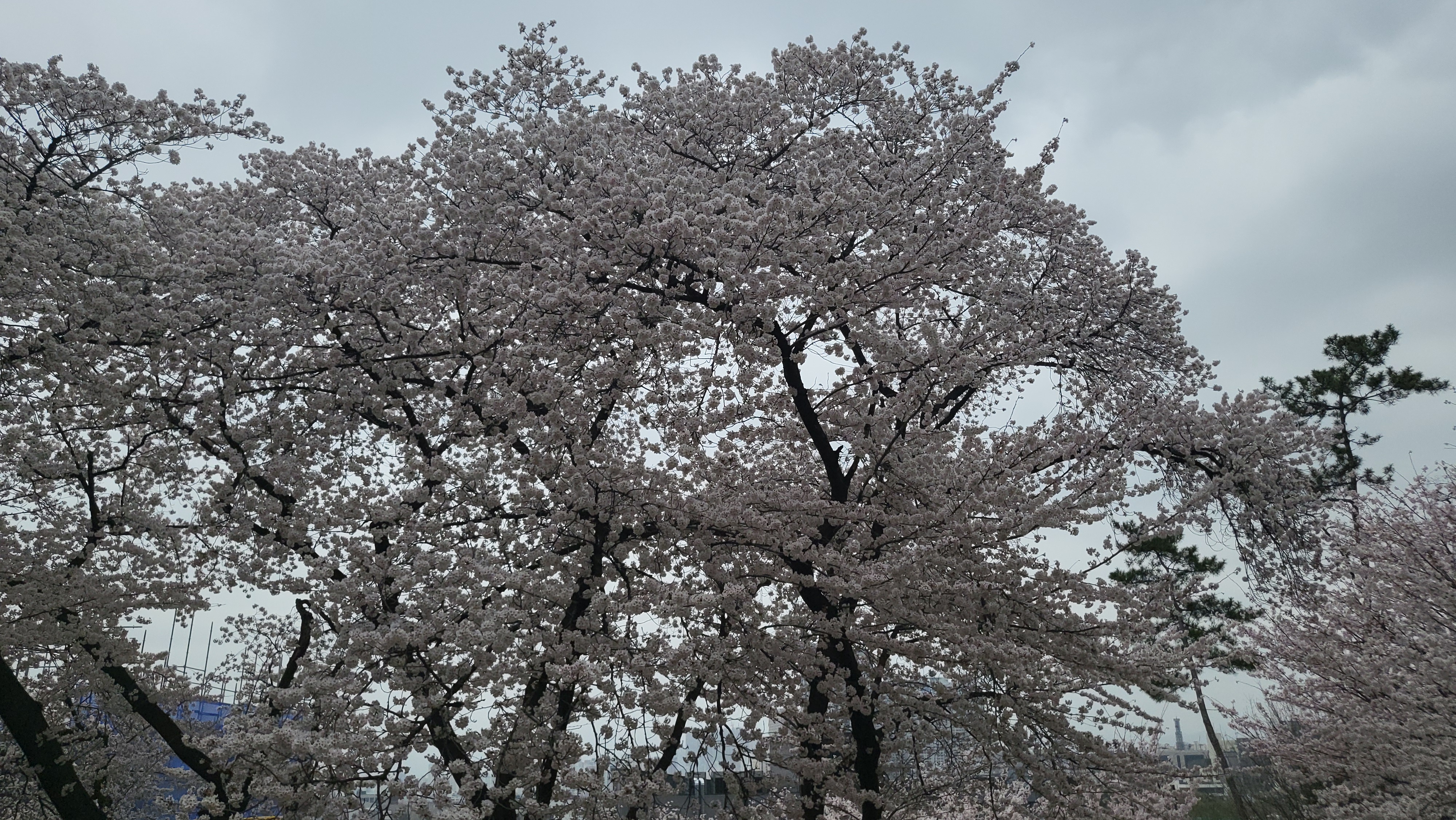 대구 벚꽃밭 13