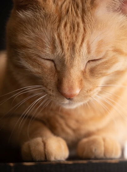 고양이 다리 불편함