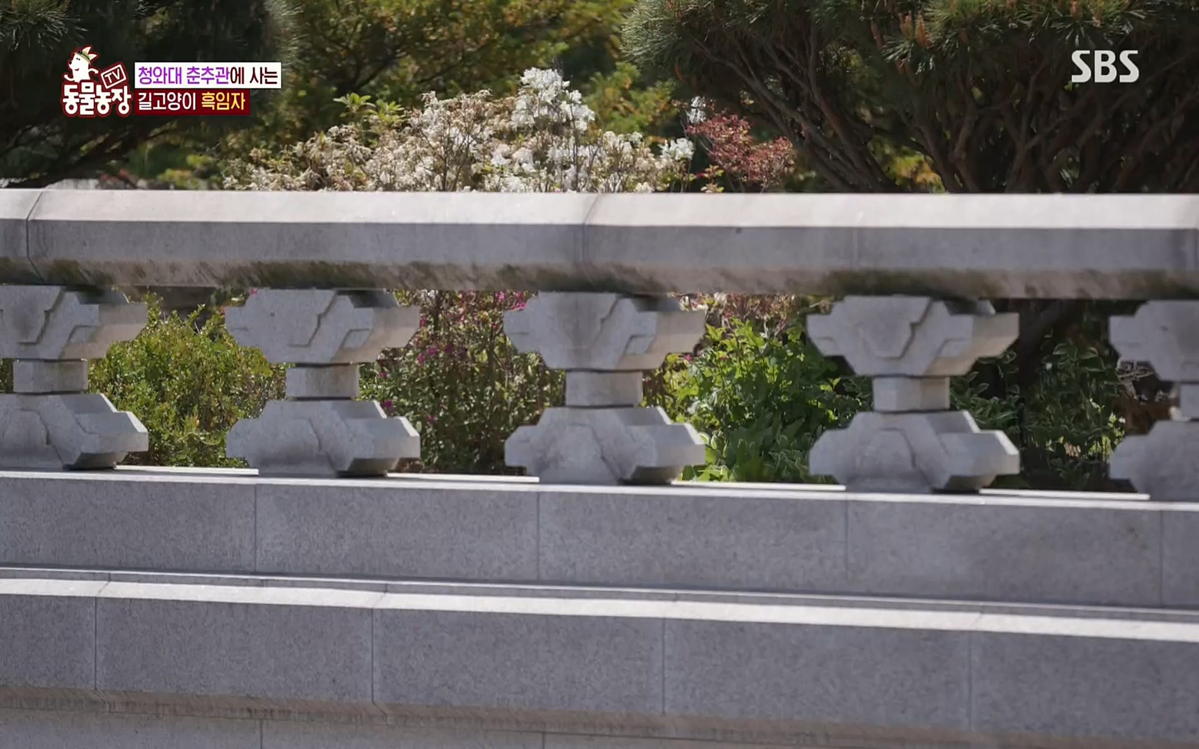 TV 동물농장.E1072.220605p.H264-F1RST.mp4_20220605_181439.166.jpg