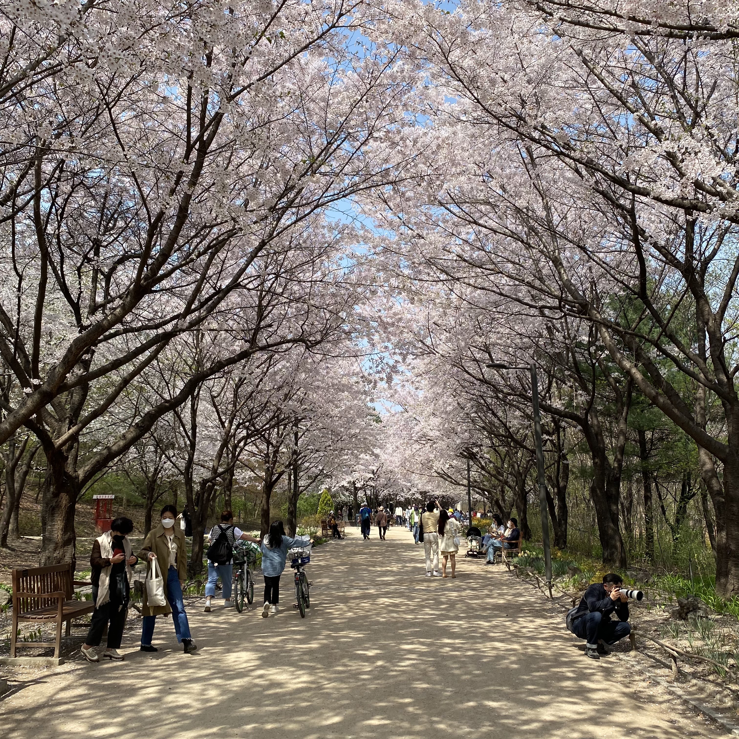 서울숲 벚꽃길1