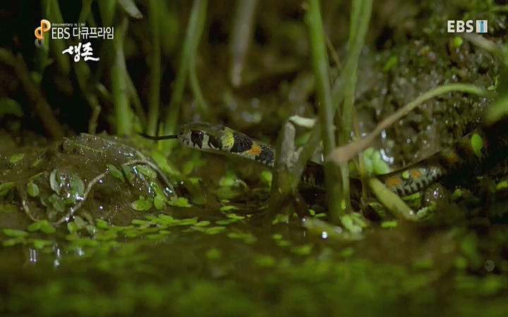 EBS 다큐프라임_ 220628.avi_20220629_210212.385.jpg