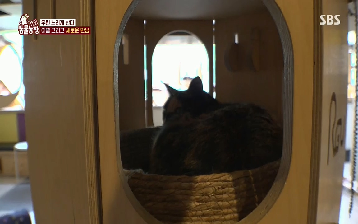 TV 동물농장.E1076.220704p.H264-F1RST.mp4_20220703_175613.478.jpg