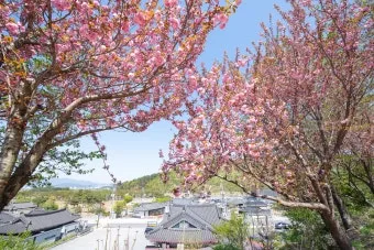 전국 겹벚꽃 명소 베스트 10 관광지_25
