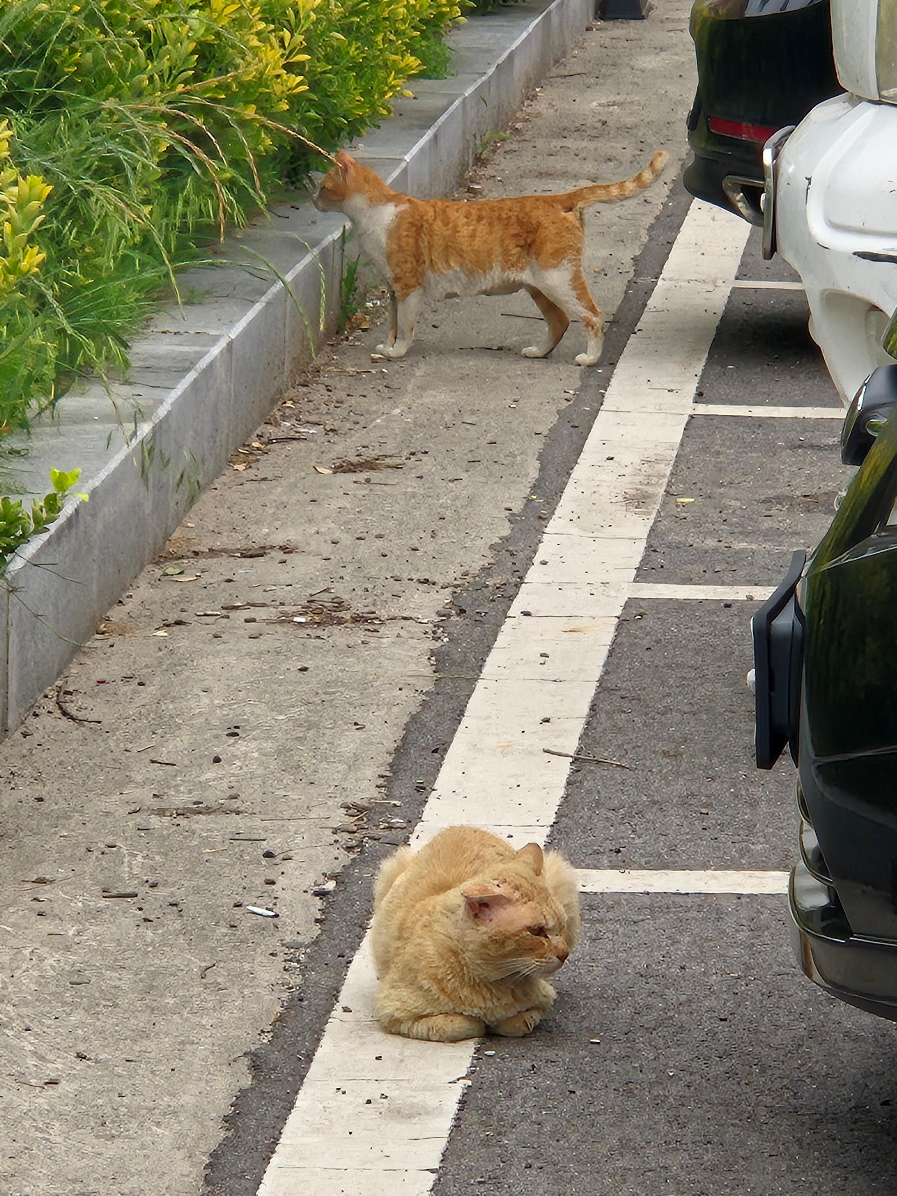 Bukmuntojongheukdwaeji (북문토종흑돼지) 2