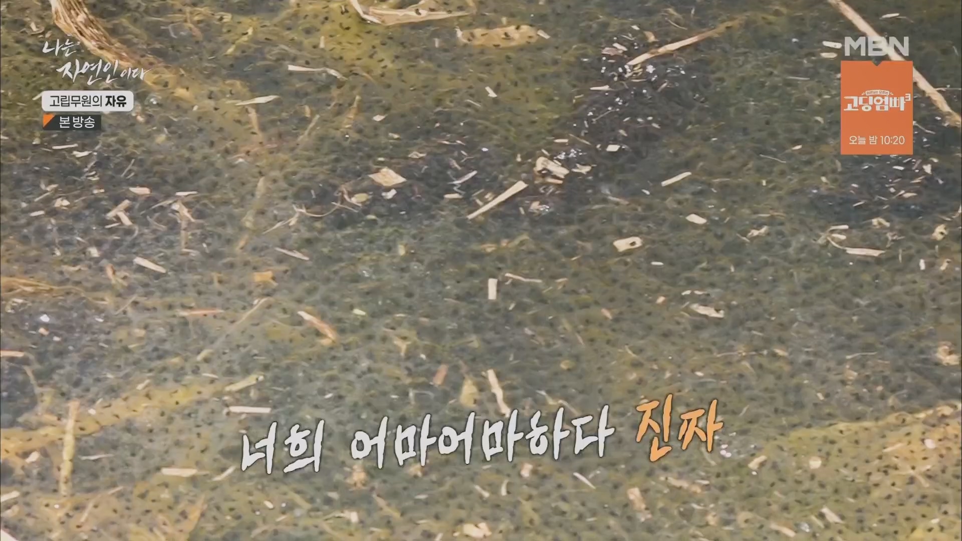 나는 자연인이다.E549.230412p.H264-F1RST.mp4_20230413_213159.580.jpg