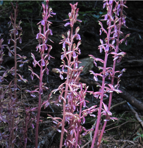  산호뿌리난초 (CORAL ROOT) 효능 및 부작용, 복용법 알고 가세요.