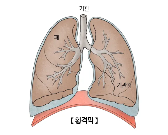 횡경막