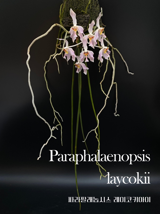 Paraphalaenopsis laycockii 썸네일