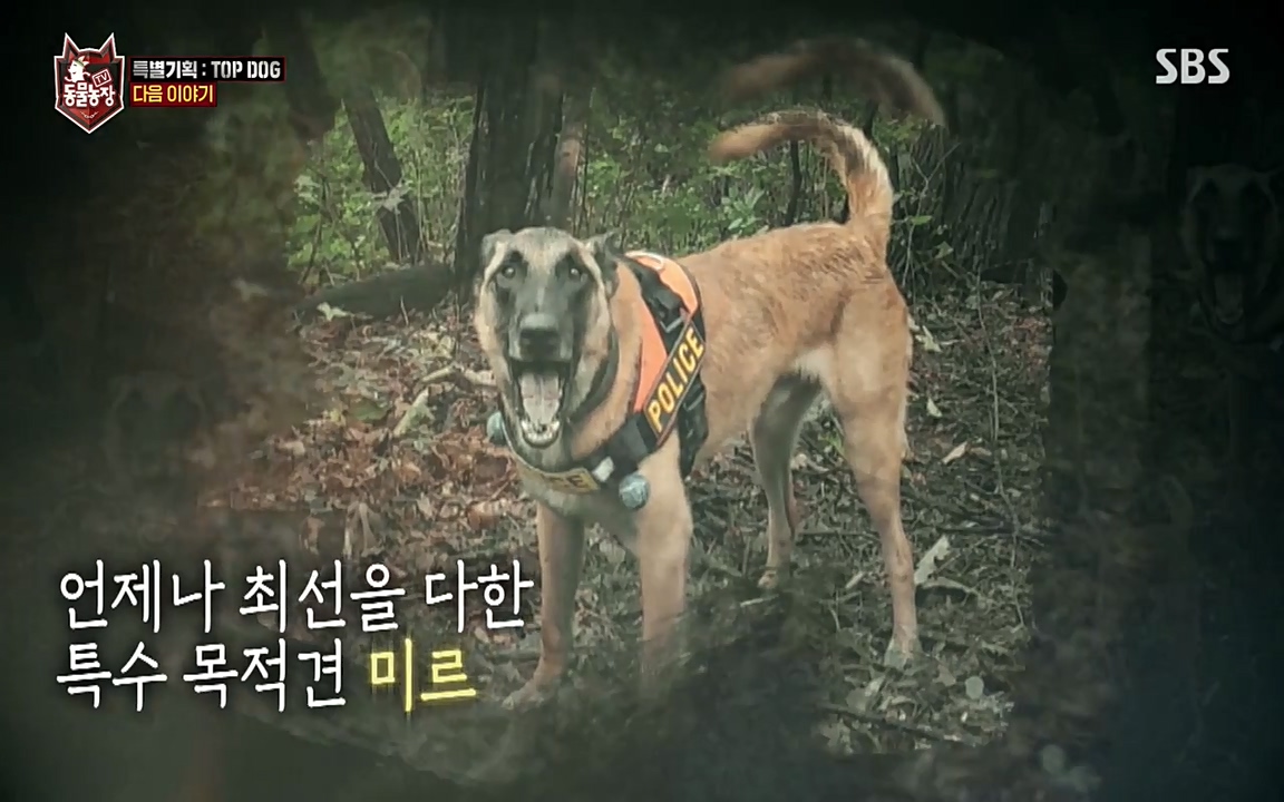 TV 동물농장.E1085.220905p-NEXT.mp4_20220904_173337.124.jpg