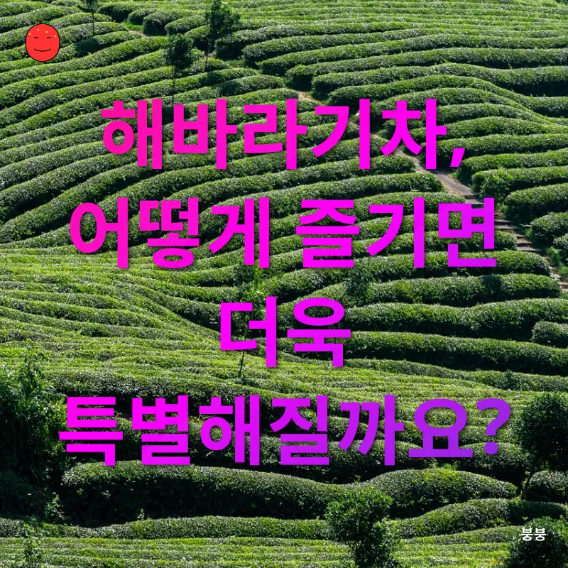 해바라기차의 효능_2
