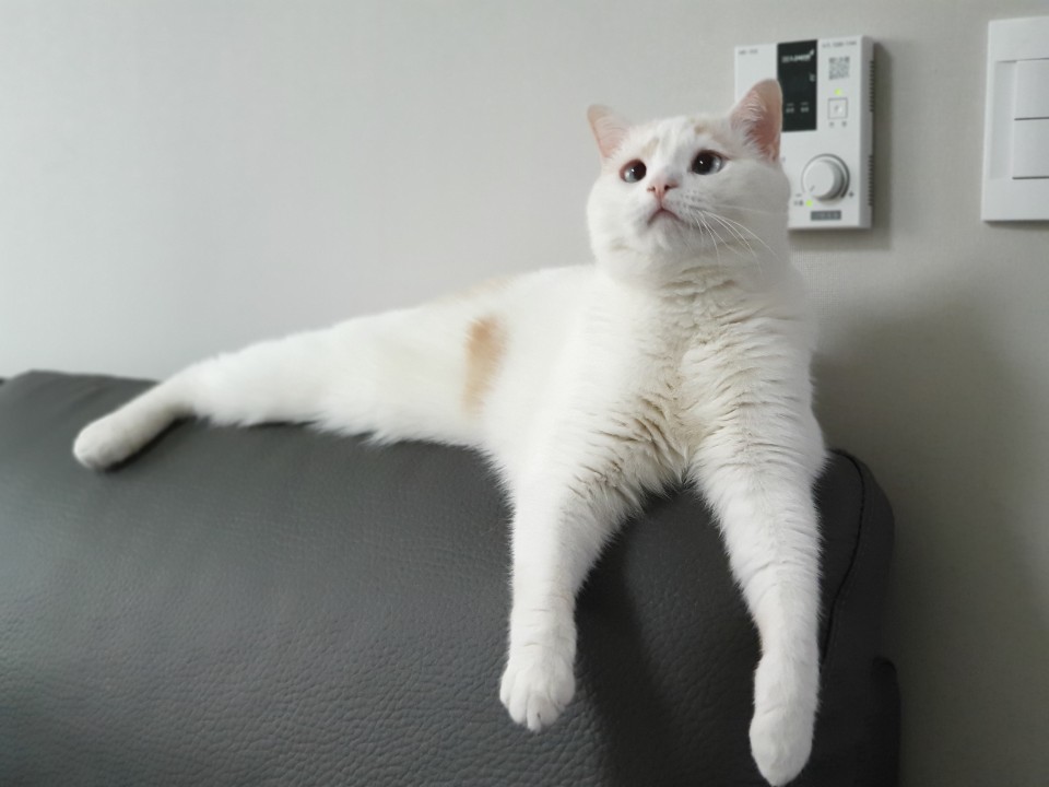  고양이 심리 상태 - 고양이는 사람을 어떻게 생각할까?