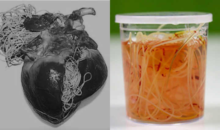 왼쪽 - 심장사상충에 감염된 심장&#44; 오른쪽 - 심장사상충 모습