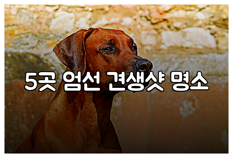 5곳 엄선 견생샷 명소