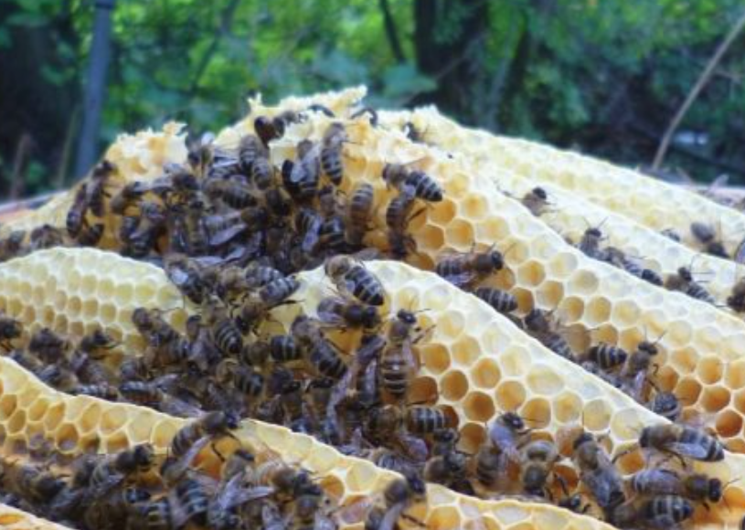 NMB Bank&#39;s Smart Beekeeping Drive A Boon for BBT Initiative