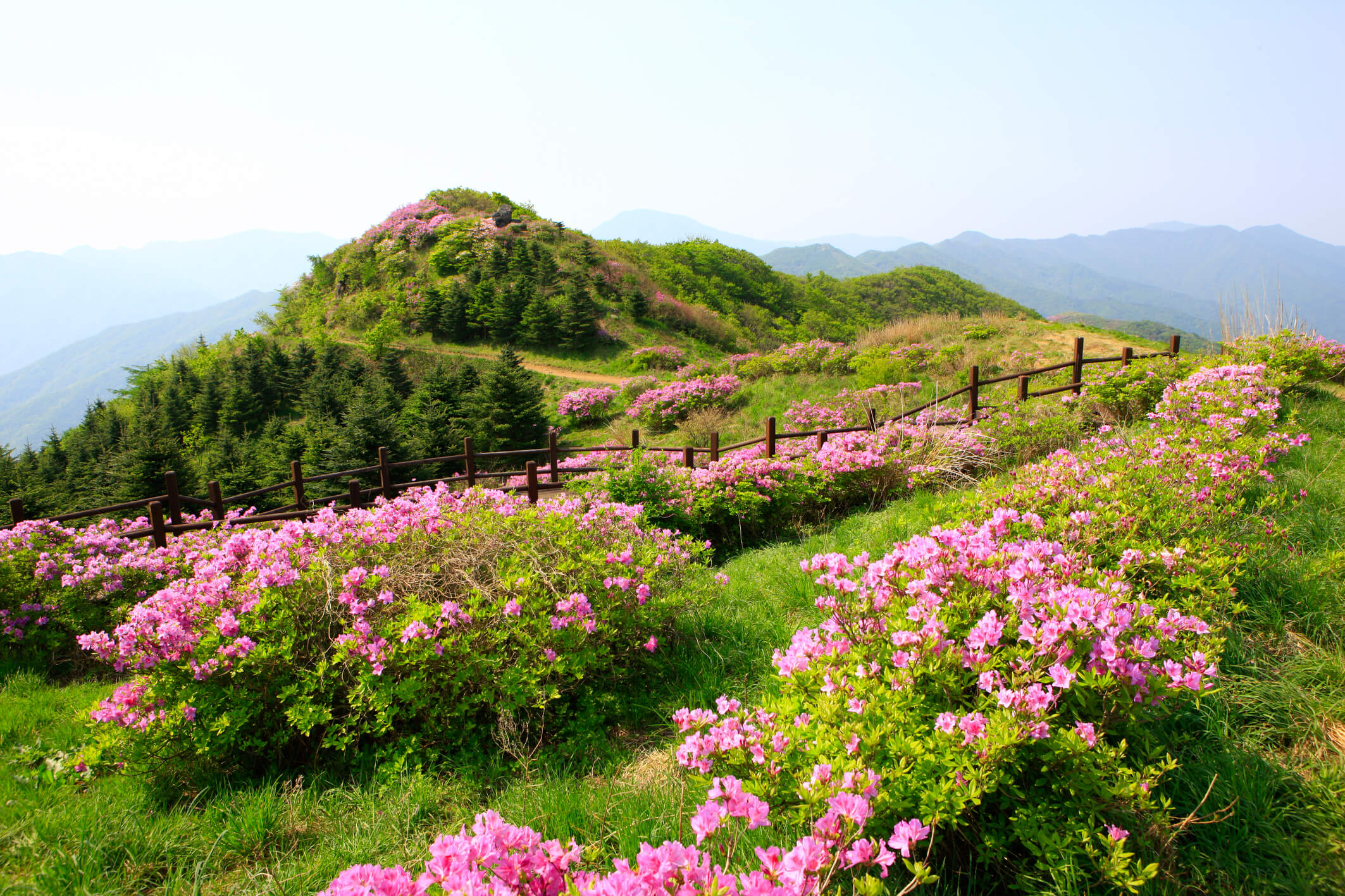 바래봉철쭉등산로