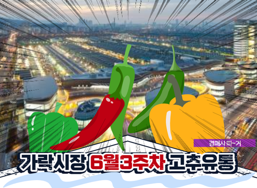  [경매사 따거]가 알려드리는 가락시장 고추 경매이야기(6월 3주차)