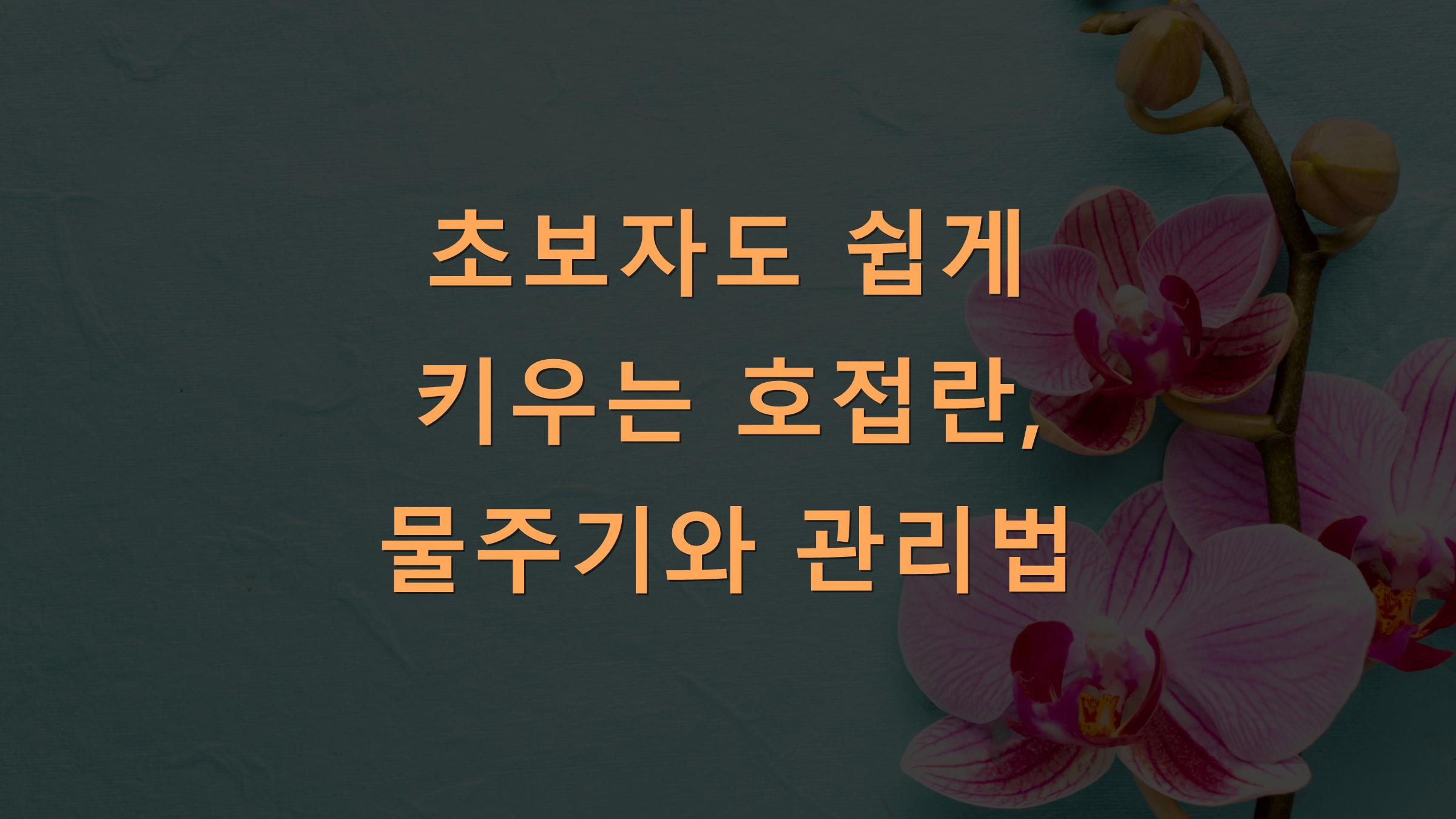 초보자도 쉽게 키우는 호접란, 물주기와 관리법