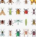 곤충 꿈해몽 41가지
