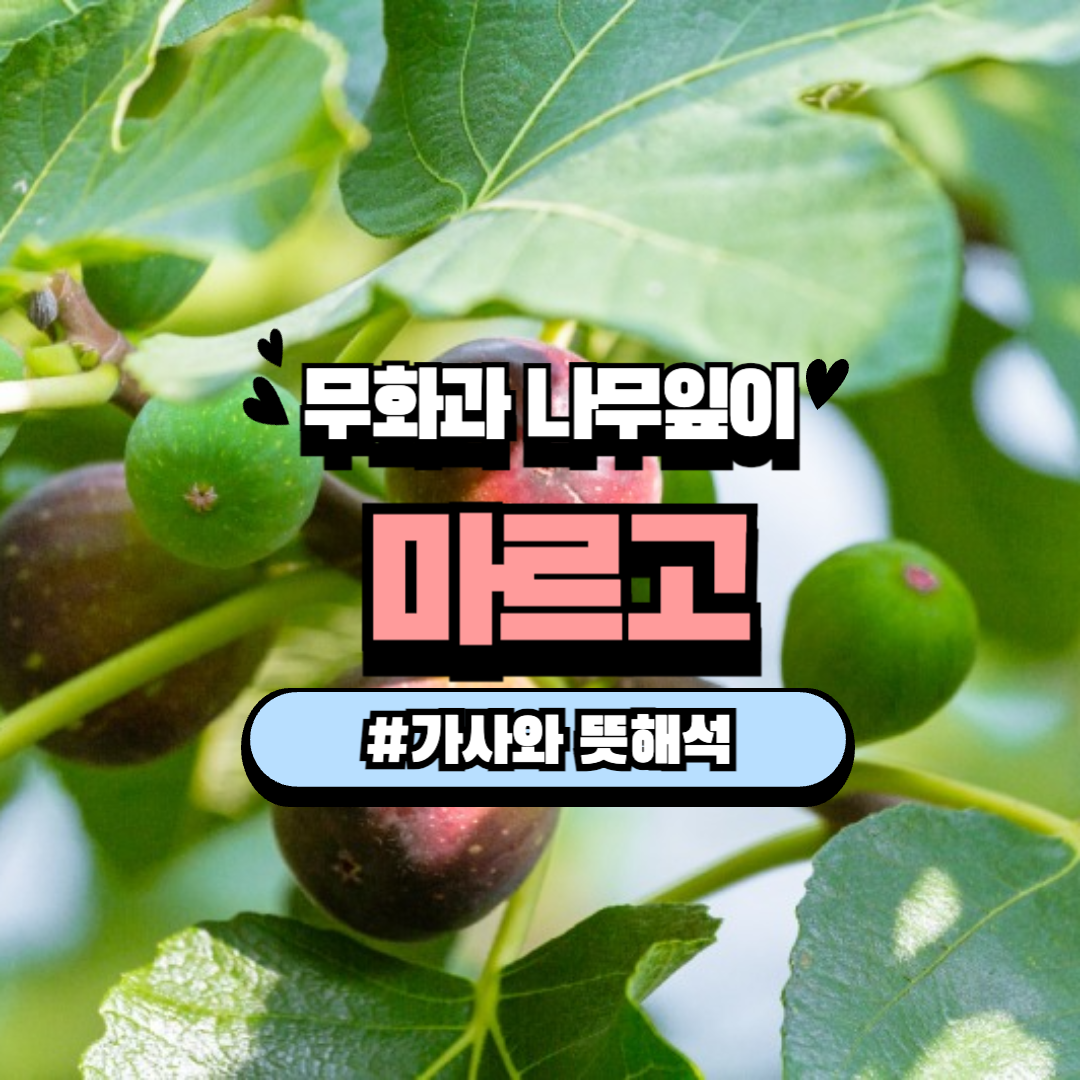 무화과 나무잎이 마르고