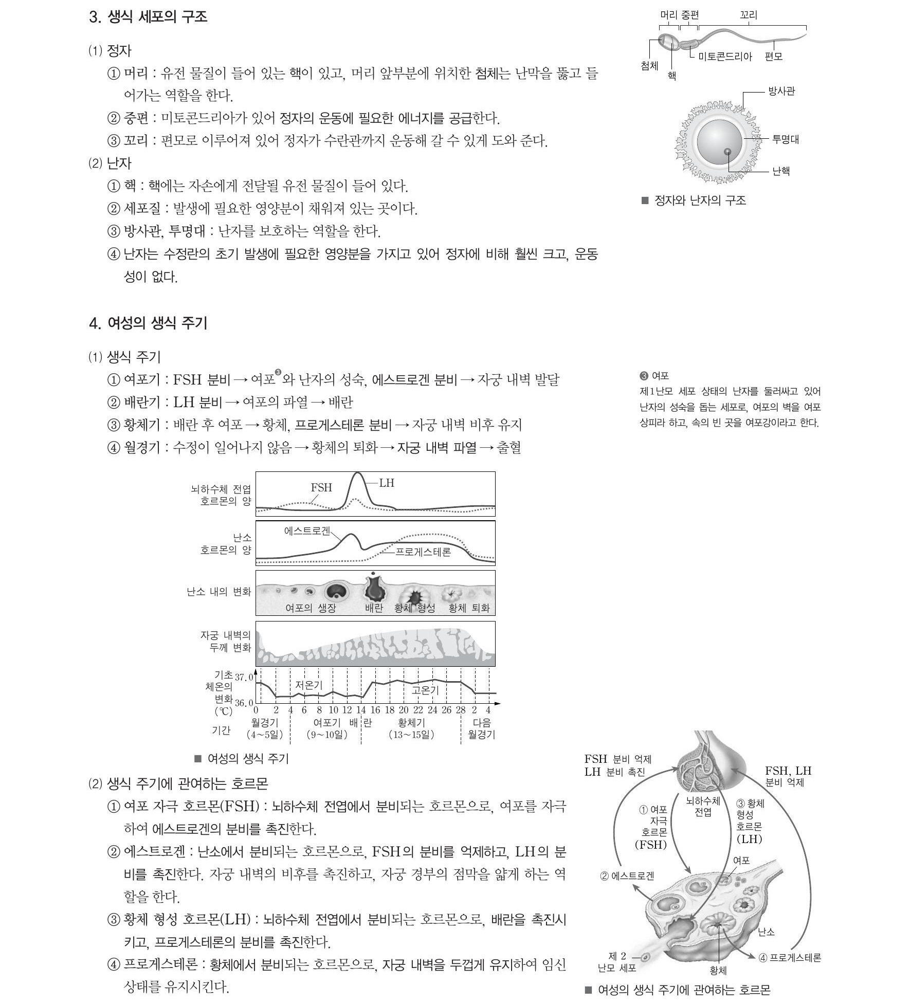  생명과학1 -남성의생식기관(정소,부정소,수정관,전립선),여성의생식기관(난소,수란관,자궁,질), 생식세포(정자,난자),생식주기