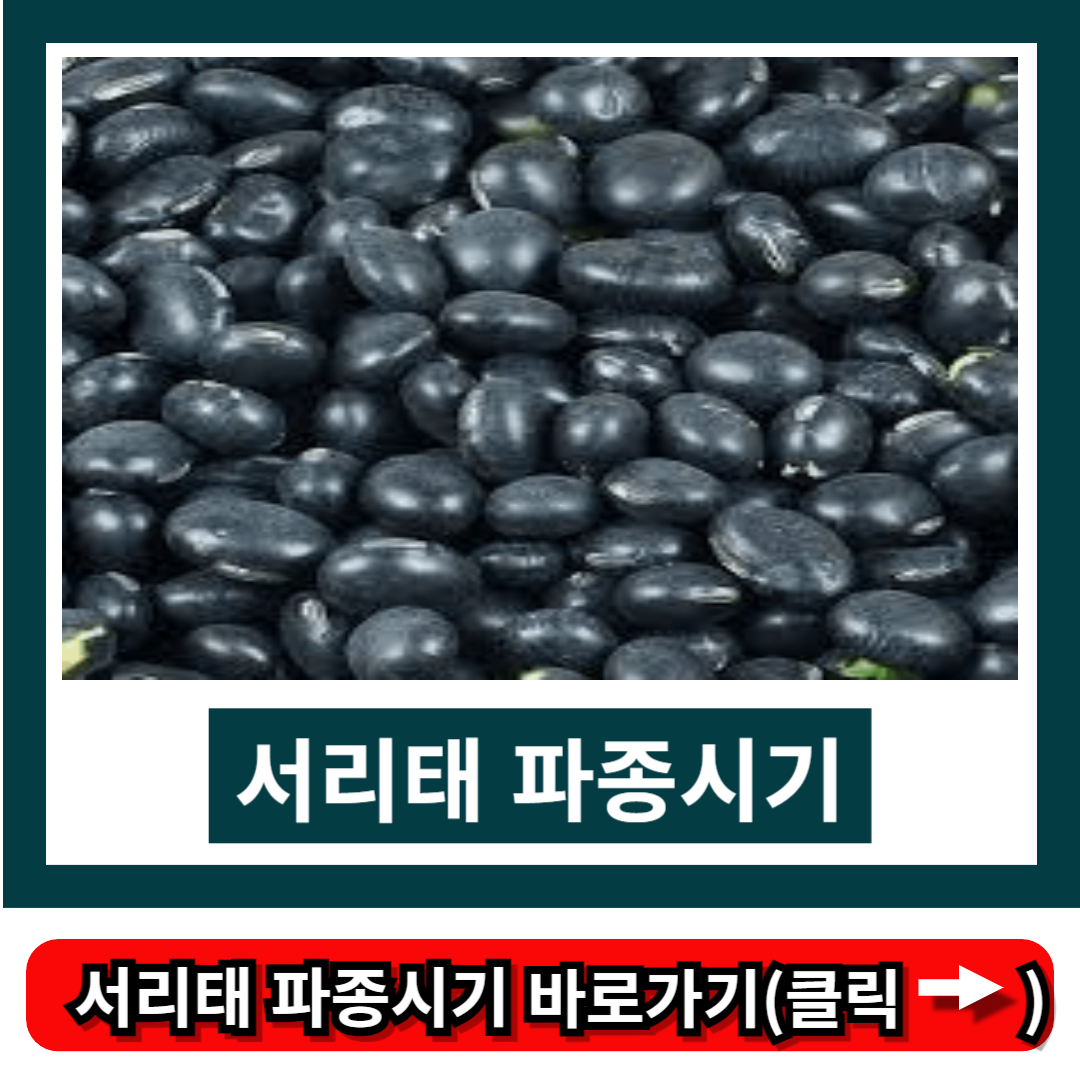 서리태 파종시기