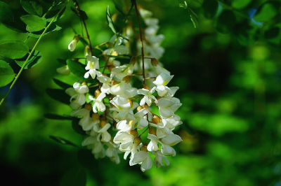 하얀색 아카시아 꽃