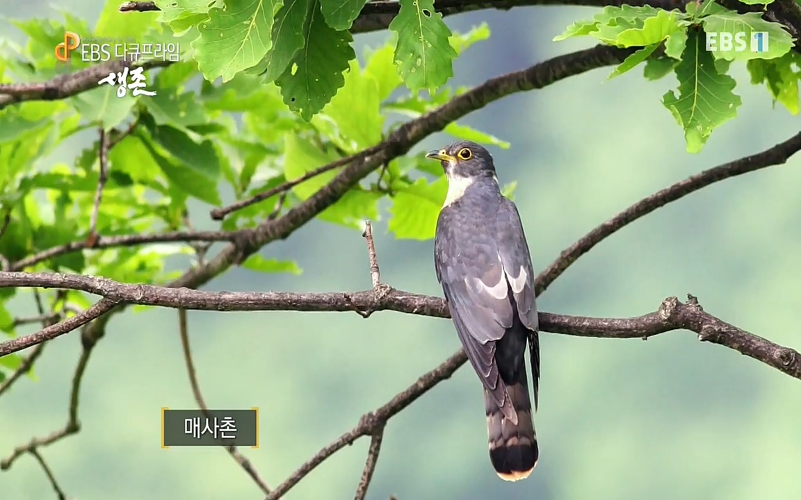 생존 3부_ EBS 다큐프라임_ 220629.avi_20220701_205020.910.jpg