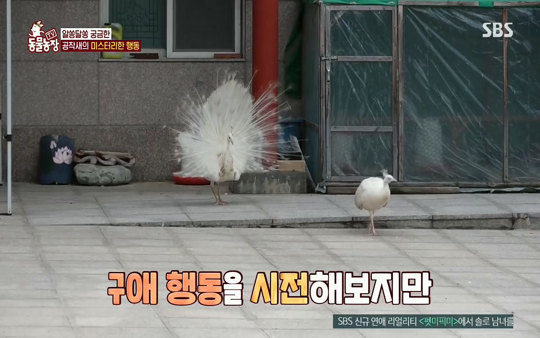 TV 동물농장.E1084.220828p.H264-F1RST.mp4_20220828_154050.492.jpg