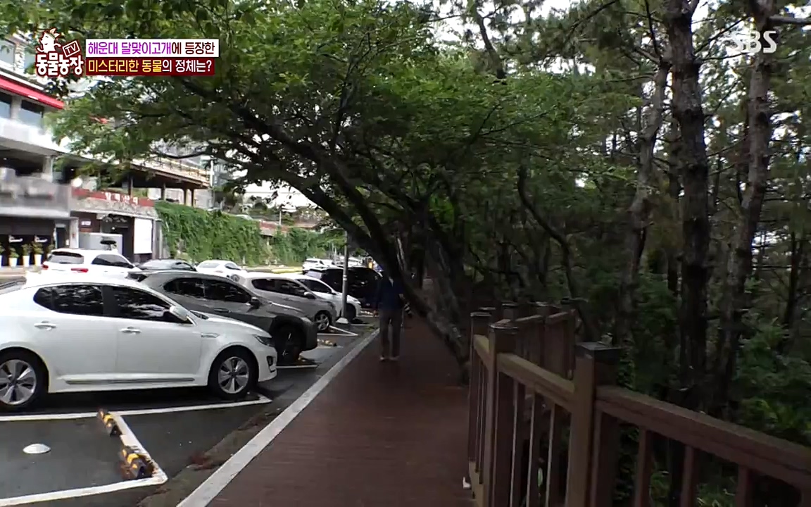 TV 동물농장.E1079.220725p-NEXT.mp4_20220724_151951.616.jpg